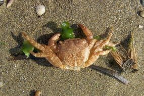 nice sea crab