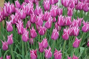 field of pink tulips