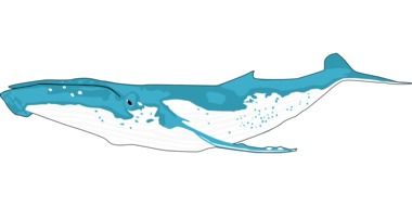 Illustration of blue whale