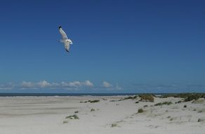 Bird in a flight over the sand dune