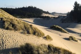 Sand dunes on a beach