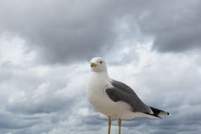 white grey seagull cloud view