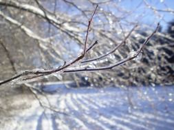 frozen tree branches against arable field in December