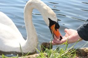 white swan feeding from hand