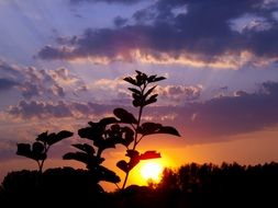 nature in the evening light