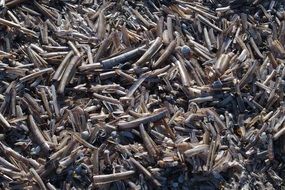 razor shells
