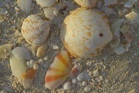 pearl seashells on the seashore