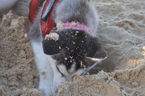 portrait of Husky dog digs on the beach