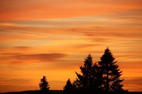 orange evening sky over silhouettes of trees