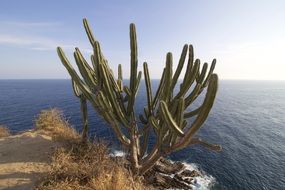 huge cactus near the Pacific