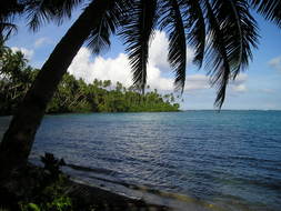 landscape of Exotic palm on a beach