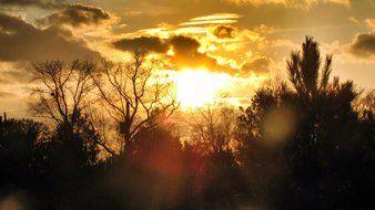 orange sunset over thick trees
