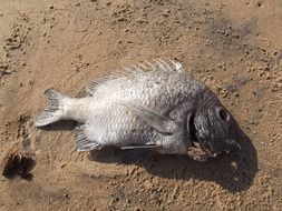 Picture of the dead fish on a beach