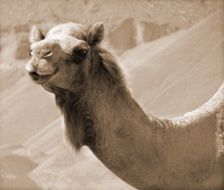 arabian camel in the desert