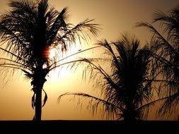 black silhouettes of palm trees on a background of foggy sunset