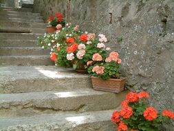 stone old staircase with beautiful flowers, italy, tuscany