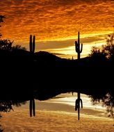 cacti near the lake during sunset