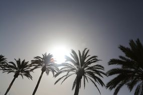 palm trees against the sun