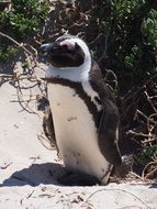 penguin in southern Africa