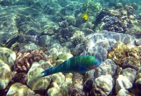 rainbow fish in the ocean in Hawaii