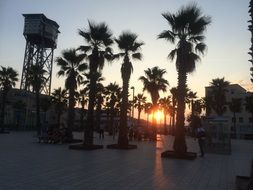 sunset behind palm trees in barcelona