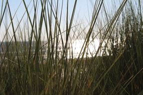 grasses beach baltic sea