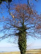 Efeuranke tree with birds at blue gradient sky background