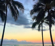 beach palms at sunrise