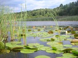 wonderful lake lily