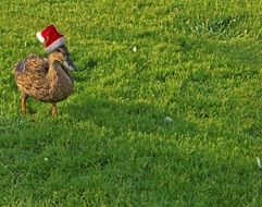 duck in christmas cap