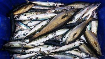 sea catch of mackerel closeup