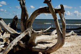 dry dead tree on the shore of the Baltic Sea