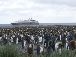 many penguins off the coast of the southern ocean