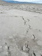 footprints on the sand beach in florida