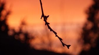 silhouette of a branch in the red sky