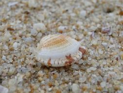 nice shell sea