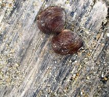 two oysters on a wooden bench