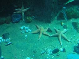 starfish in the underwater world