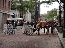 horse with carriage on a street