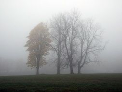 fog trees