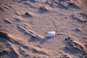 white shell on the sand beach