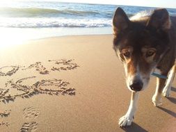 old dog on the beach