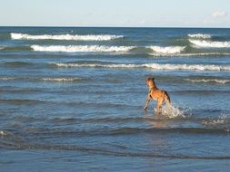 Dog in the waves