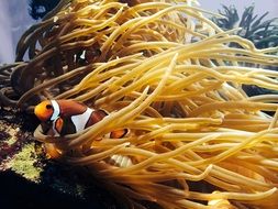 sea anemone fish