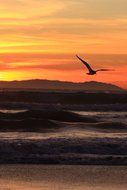 Gull on the sunset ground in California