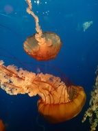 two jellyfish swim in the pool