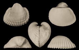 clams from the sea