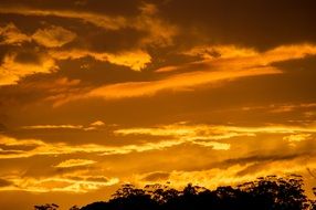 Golden clouds above the treetops