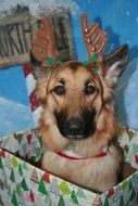 portrait of german shepherd dog in a gift box