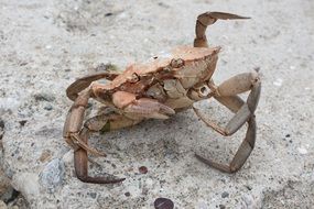 beautiful crab on a gray stone close up